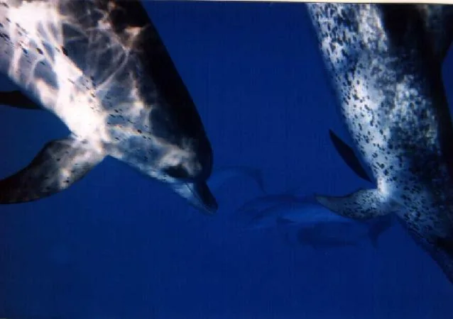 Two dolphins