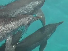Dolphins