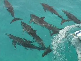 Dolphins, dolphins!