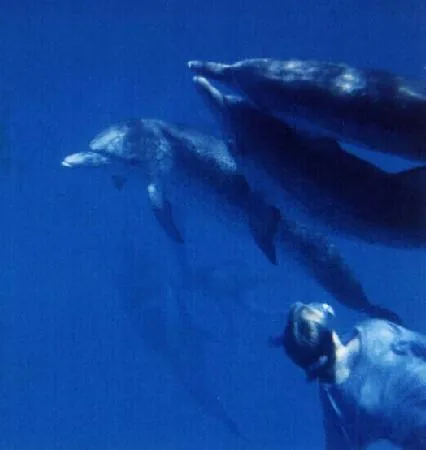 Shimmer Coo and the Dolphins
